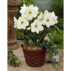 Hippeastrum - Amaryllis - Matterhorn - 