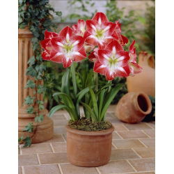 Hippeastrum Minerva - ampul / yumru / kök