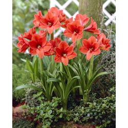 Hippeastrum - nergis zambağı - Turuncu souvereign - 
