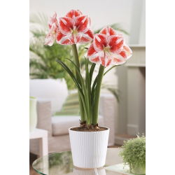 Hippeastrum - Amaryllis - Popov - 