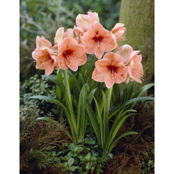 Hippeastrum Rilona - ampul / yumru / kök
