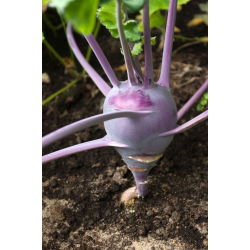 Tamno ljubičasta koleraba 'Wener Blue' -  Brassica oleracea var. Gongylodes - Wener Blauwe - sjemenke