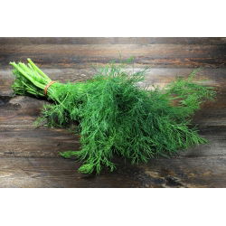Endro – Cossack -  Anethum graveolens - Kozak - sementes