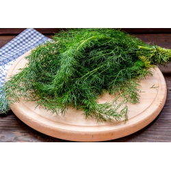 Endro – Cossack -  Anethum graveolens - Kozak - sementes