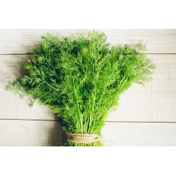 Endro - Moravan - 100 gramas -  Ageratum graveolens - sementes