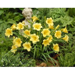 Päivänliljat Stella D'oro - Hemerocallis Stella D'oro
