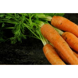 Carrot 'Flakkese 2', Trophy-Zif - tip târziu, foarte productiv -  Daucus carota - semințe