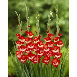 Gladiool Mademoiselle de Paris - pakend 5 tk - Gladiolus Mademoiselle de Paris