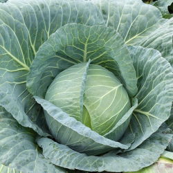 Біла капуста «Зора» - дуже рано, 60 днів від свиноматки до врожаю -  Brassica oleracea var.capitata - Zora - насіння