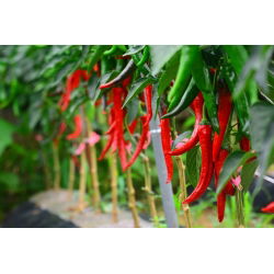 พริกไทยร้อน 'Cayenna' -  Capsicum annuum - Cayenna - เมล็ด