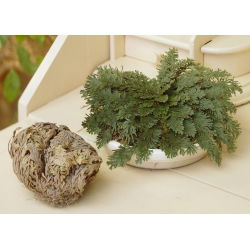 Плаунок - Rose of Jericho - Selaginélla