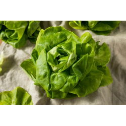 ผักกาดดอง Butterhead 'Modesta' - เพื่อการเพาะปลูกภายใต้ผ้าคลุม -  Lactuca sativa - Modesta - เมล็ด