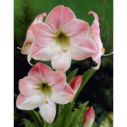 Hippeastrum Elma Çiçeği - ampul / yumru / kök