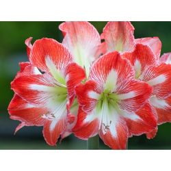 Hippeastrum Minerva - ampul / yumru / kök