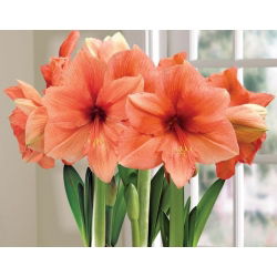 Hippeastrum Rilona - ampul / yumru / kök