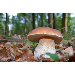 Sommer cep - frisk spawn (mycel) - større pakke - 