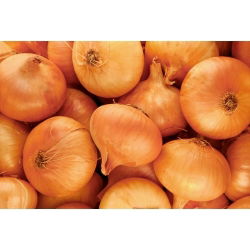 Keltasipuli - Stuttgarter Riesen - 100 grammaa -  Allium cepa - siemenet