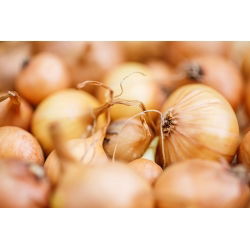 Keltasipuli - Stuttgarter Riesen - 100 grammaa -  Allium cepa - siemenet