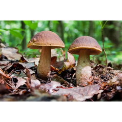 Grovstamme bolete, scaber stilk, birk bolete - frisk spawn (mycel) - større pakke - 