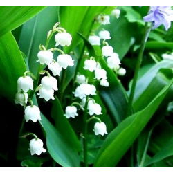 Convalaria, Lirio de los valles - blanco - Convallaria majalis