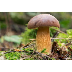 Bay bolete - frisk spawn (mycel) - større pakke - 