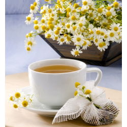 BIO Papatya sertifikalı organik tohumlar; İtalyan papatyası, Alman papatyası, Macar papatyası, yabani papatya, kokulu mayweed -  Matricaria chamomilla