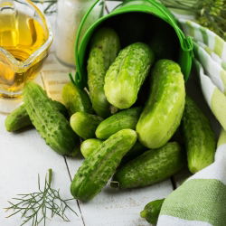 Timun lapangan 'Polan' - varietas acar - 100 gram -  Cucumis sativus - biji