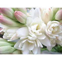 Polianthes tuberosa - pakend 2 tk