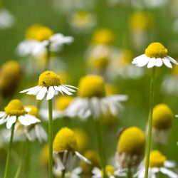 BIO Papatya sertifikalı organik tohumlar; İtalyan papatyası, Alman papatyası, Macar papatyası, yabani papatya, kokulu mayweed -  Matricaria chamomilla