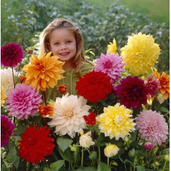 Dahlia - 5 adet seçim - 