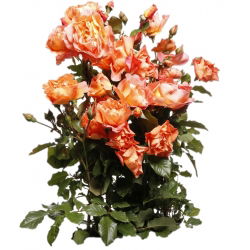 Strauchrose - Orangentopfsämling - 