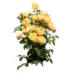 Strauchrose - Gelb - Topfkeimling - 