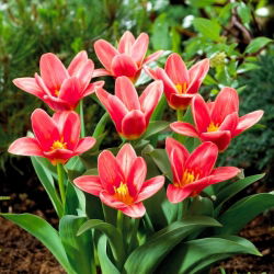 Tulipa Fashion - Tulip Fashion - 5 lampu