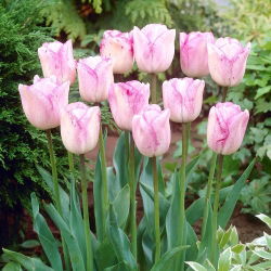 Tulipa Shirley - Tulip Shirley - 5 củ