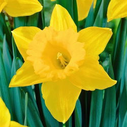 ガラス製の黄色い花（水仙） 楽天市場】予約球根【水仙】房咲き黄房水仙（2球入） : 産直花だん屋