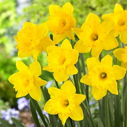 Нарцис Холандски майстор - Дафодил Холандски майстор - 5 луковици - Narcissus
