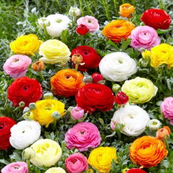 Ranunculus, Buttercup Mix - 10 bulbs