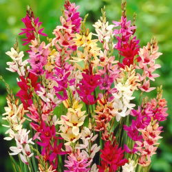 Ixia Blandet - farvevalg - stor pakke! - 150 stk - 