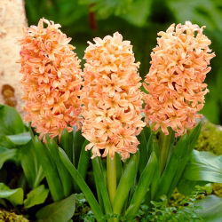 Hyacinthus Țiganul țiganilor - Țiganul tiganos din iacant - 3 bulbi