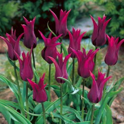 Tulp Burgundy - pakket van 5 stuks - Tulipa Burgundy