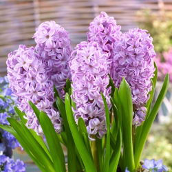 Hyacinthus Splendid Cornelia - Hyacint Splendid Cornelia - 3 bulbi