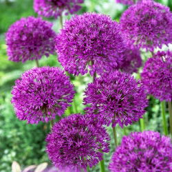 Aglio decorativo - Purple Sensation - pacchetto di 3 pezzi - Allium Purple Sensation
