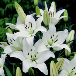Lírio Asiático Branco - Lilium Asiatic White