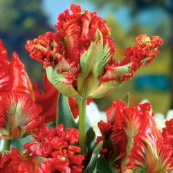 Tulipano Exotic Parrot - pacchetto di 5 pezzi - Tulipa Exotic Parrot
