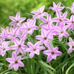 Charlotte Bishop - İlkbahar Yıldızları Charlotte Bishop - 10 Ampüller - Ipheion uniflorum