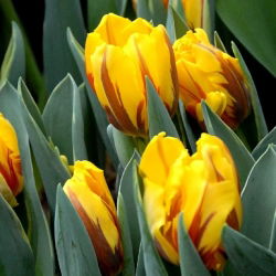 Tulipan Ravana - pakke med 5 stk - Tulipa Ravana