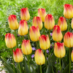 Tulpės Suncatcher - pakuotėje yra 5 vnt - Tulipa Suncatcher