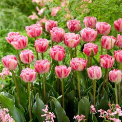 Tulipaner Vogue - pakke med 5 stk - Tulipa Vogue