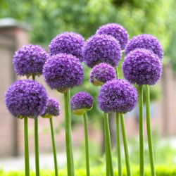 Allium Gladiator, Zierlauch