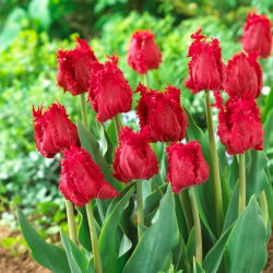 Tulip Barbados - 5 potong - Tulipa Barbados